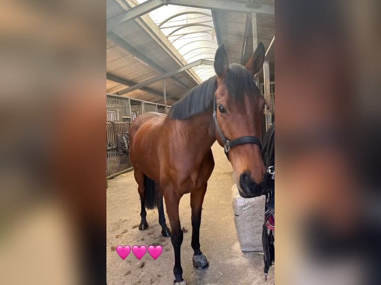 Iers volbloed Merrie 10 Jaar 165 cm Bruin in Landesbergen