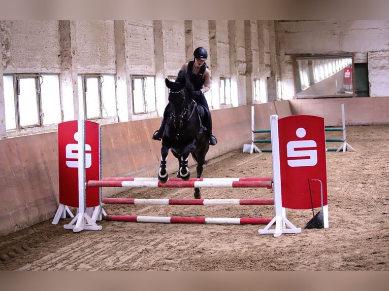 Iers volbloed Merrie 10 Jaar 165 cm Zwart in Petersberg