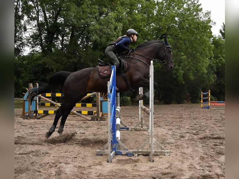 Iers volbloed Merrie 10 Jaar 165 cm Zwart in Petersberg