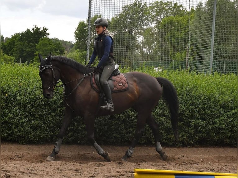 Iers volbloed Merrie 10 Jaar 165 cm Zwart in Petersberg