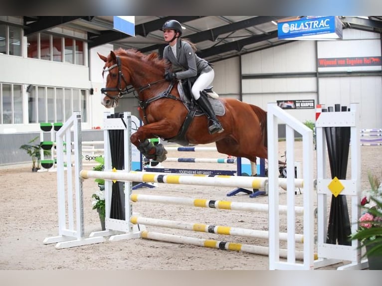 Iers volbloed Merrie 11 Jaar 155 cm Vos in Maasland