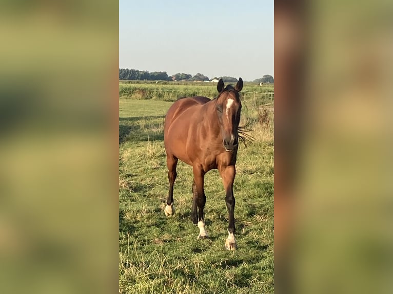 Iers volbloed Merrie 11 Jaar 158 cm Donkerbruin in Oldenswort