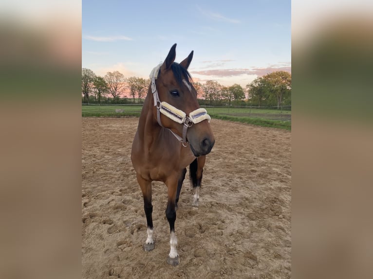 Iers volbloed Merrie 11 Jaar 163 cm Bruin in Tangstedt