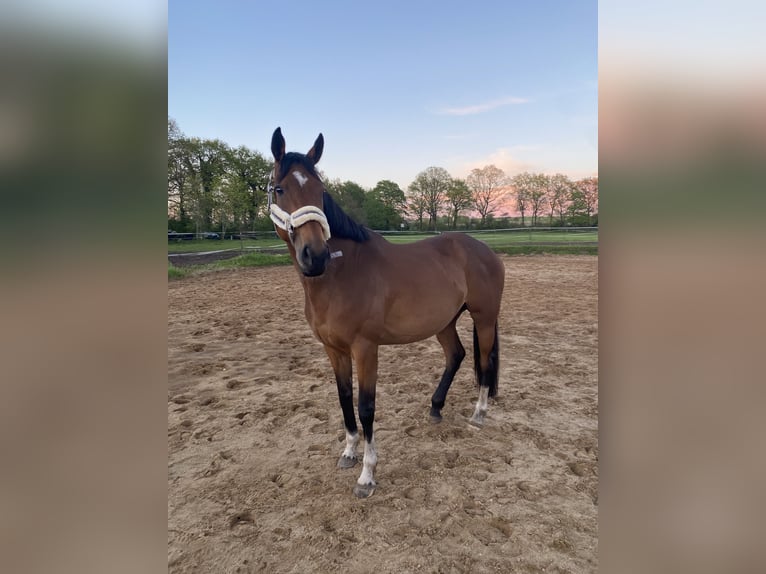 Iers volbloed Merrie 11 Jaar 163 cm Bruin in Tangstedt