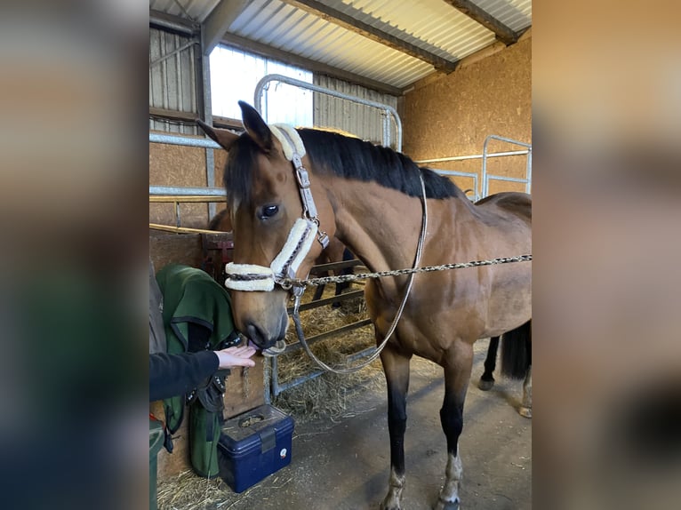 Iers volbloed Merrie 11 Jaar 163 cm Bruin in Tangstedt