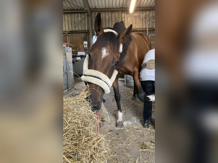 Iers volbloed Merrie 11 Jaar 163 cm Bruin in Tangstedt