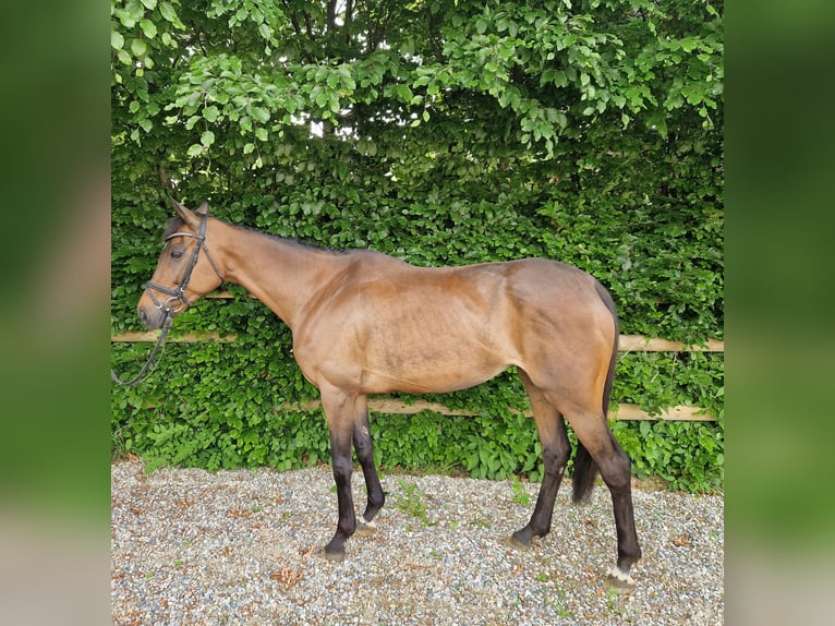 Iers volbloed Merrie 11 Jaar 164 cm Bruin in Gummern