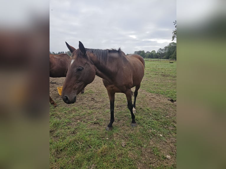 Iers volbloed Merrie 11 Jaar 165 cm Bruin in Peine