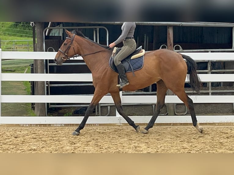 Iers volbloed Merrie 11 Jaar 167 cm Bruin in Morsbach