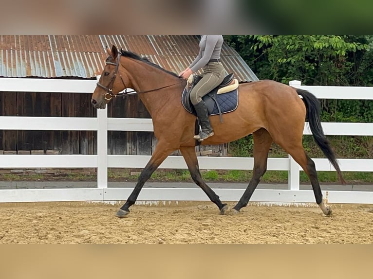 Iers volbloed Merrie 11 Jaar 167 cm Bruin in Morsbach