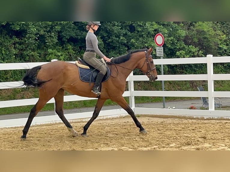 Iers volbloed Merrie 11 Jaar 167 cm Bruin in Morsbach