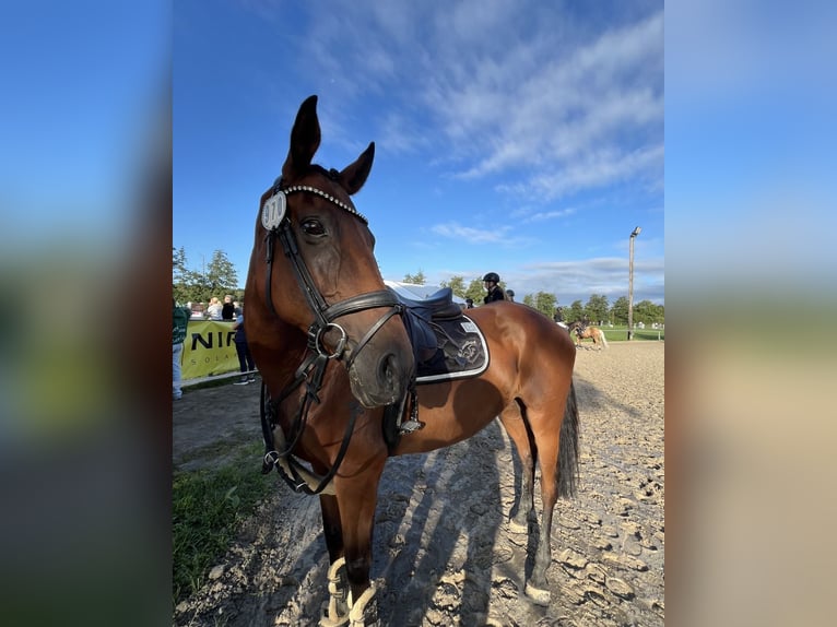 Iers volbloed Merrie 12 Jaar 165 cm Bruin in Landesbergen