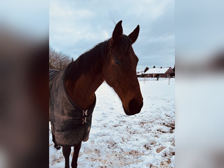 Iers volbloed Merrie 12 Jaar 165 cm Bruin in Landesbergen