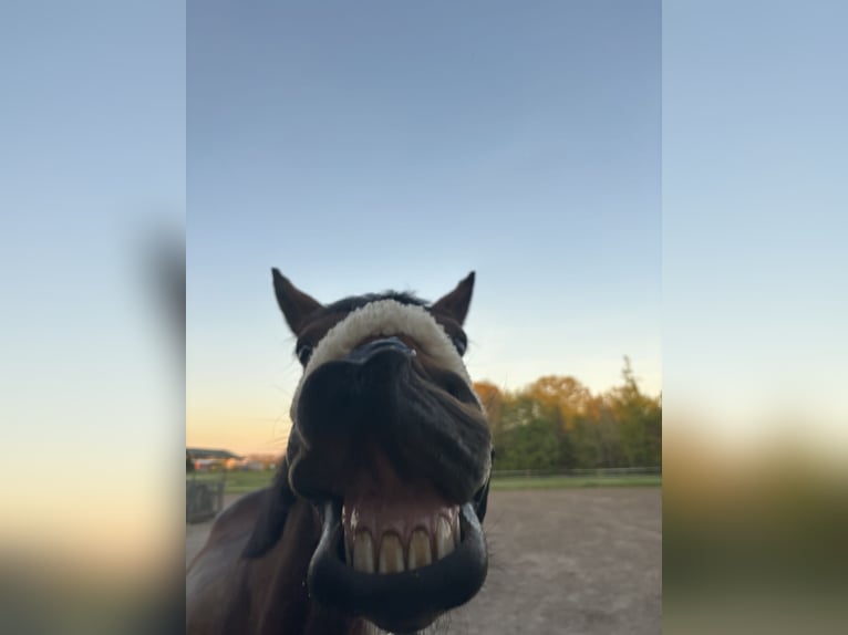 Iers volbloed Merrie 12 Jaar 165 cm Bruin in Landesbergen