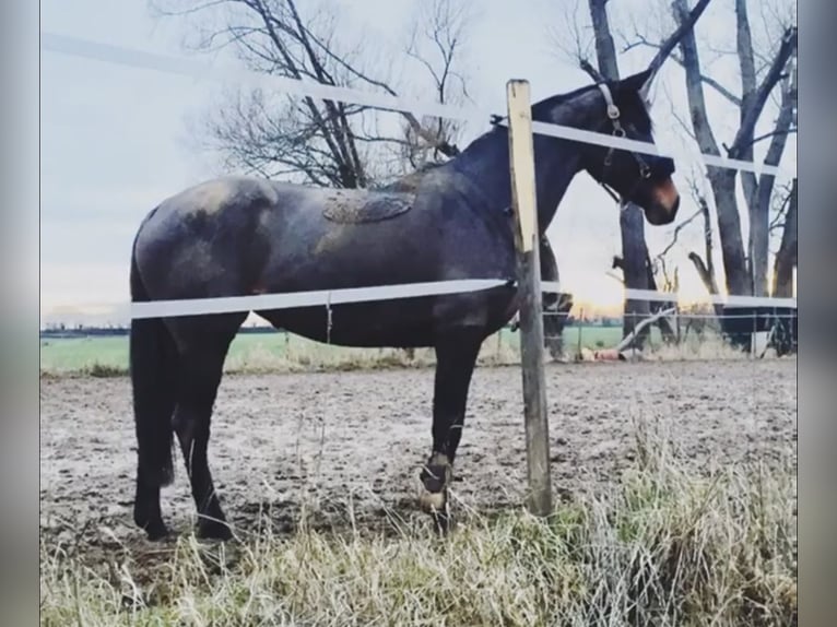 Iers volbloed Merrie 12 Jaar 167 cm Bruin in Vechelde