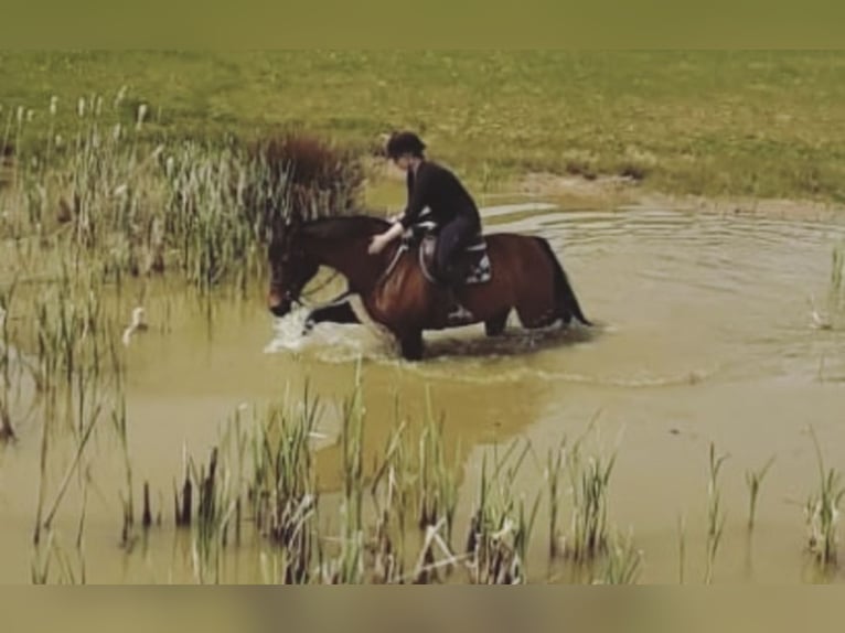 Iers volbloed Merrie 12 Jaar 167 cm Bruin in Vechelde