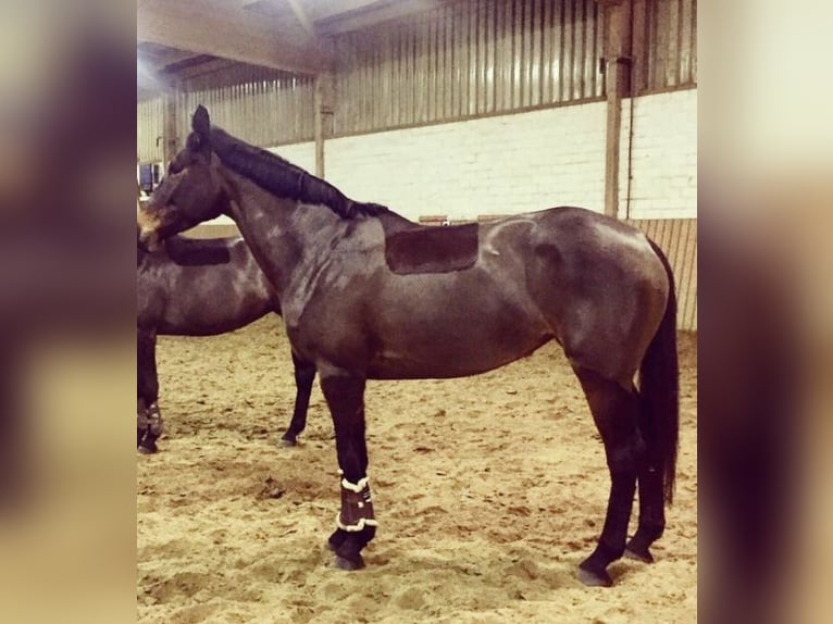 Iers volbloed Merrie 12 Jaar 167 cm Bruin in Vechelde