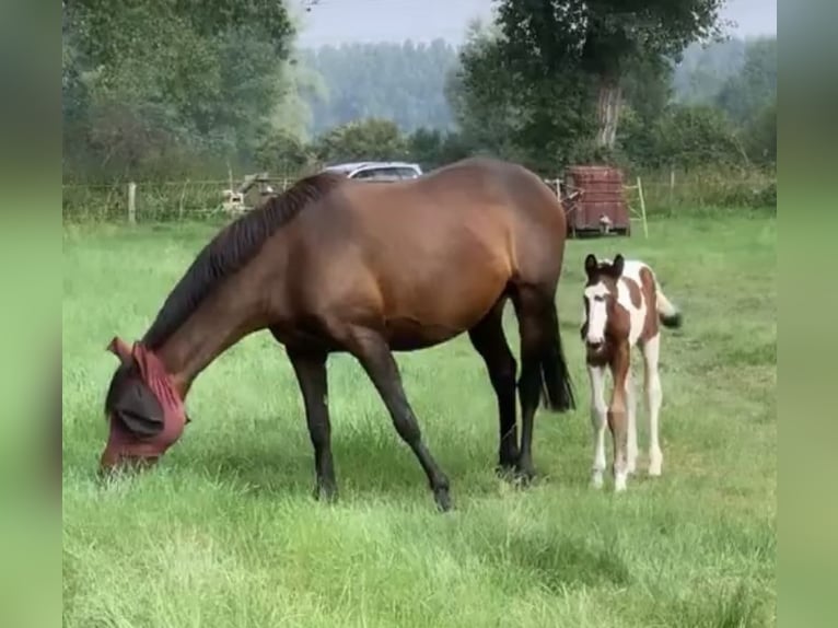 Iers volbloed Merrie 12 Jaar 167 cm Bruin in Vechelde