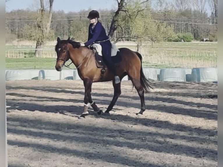 Iers volbloed Merrie 12 Jaar 167 cm Bruin in Vechelde