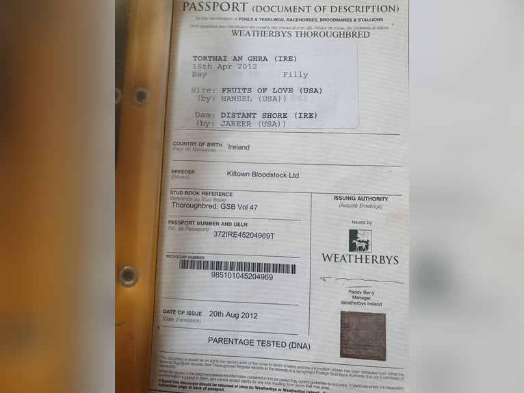 Iers volbloed Merrie 13 Jaar 160 cm Bruin in Luckau