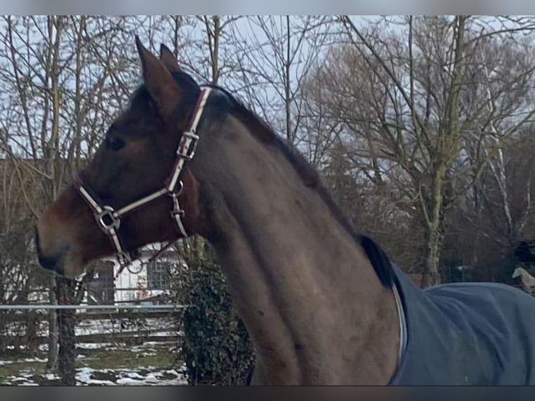 Iers volbloed Merrie 13 Jaar 160 cm Bruin in Elze