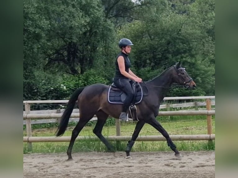Iers volbloed Merrie 13 Jaar 160 cm Donkerbruin in Gummern