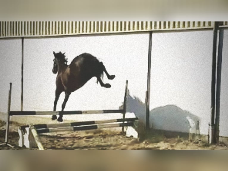 Iers volbloed Merrie 13 Jaar 167 cm Bruin in Vechelde