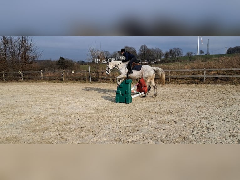 Iers volbloed Merrie 13 Jaar 169 cm Appelschimmel in Radevormwald