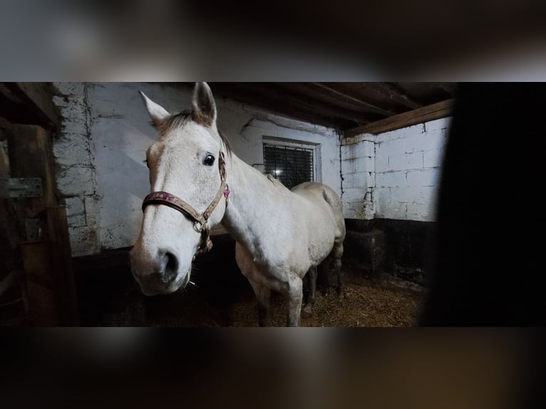 Iers volbloed Merrie 13 Jaar 170 cm Schimmel in Radevormwald