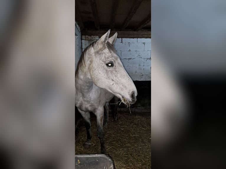 Iers volbloed Merrie 13 Jaar 170 cm Schimmel in Radevormwald