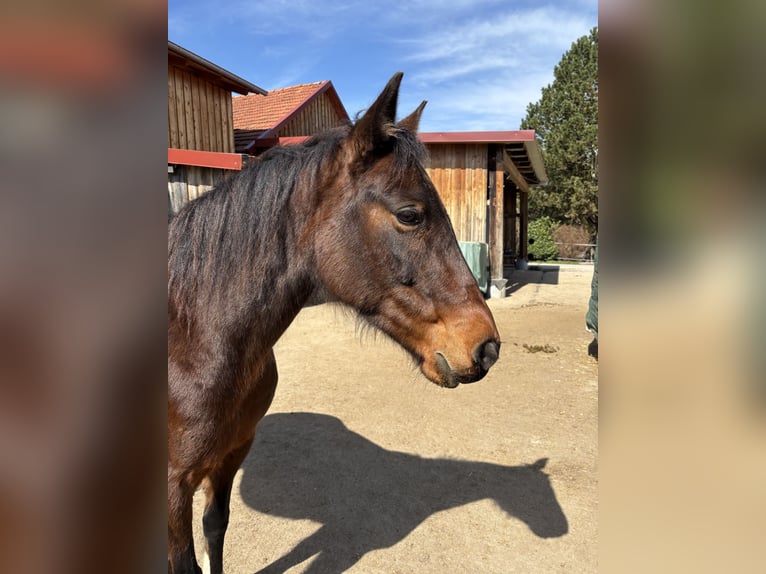 Iers volbloed Mix Merrie 15 Jaar 150 cm Gevlekt-paard in Olching