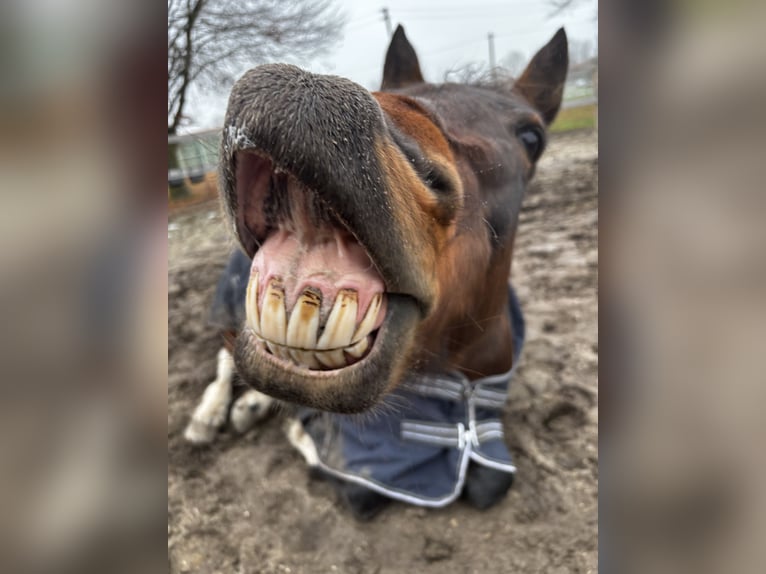 Iers volbloed Mix Merrie 15 Jaar 150 cm Gevlekt-paard in Olching