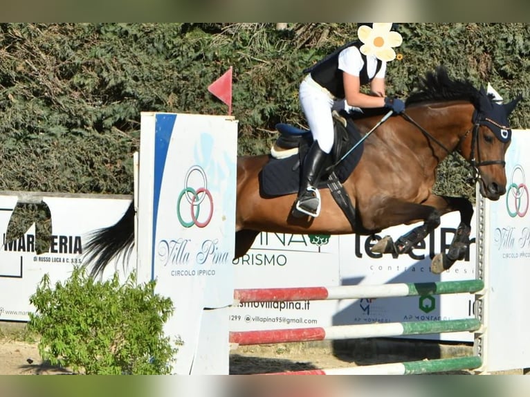 Iers volbloed Merrie 15 Jaar 154 cm Donkerbruin in Lecce