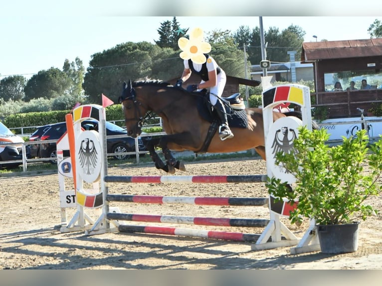 Iers volbloed Merrie 15 Jaar 154 cm Donkerbruin in Lecce