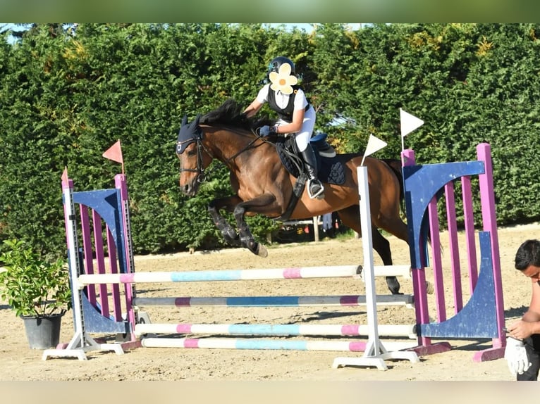 Iers volbloed Merrie 15 Jaar 154 cm Donkerbruin in Lecce