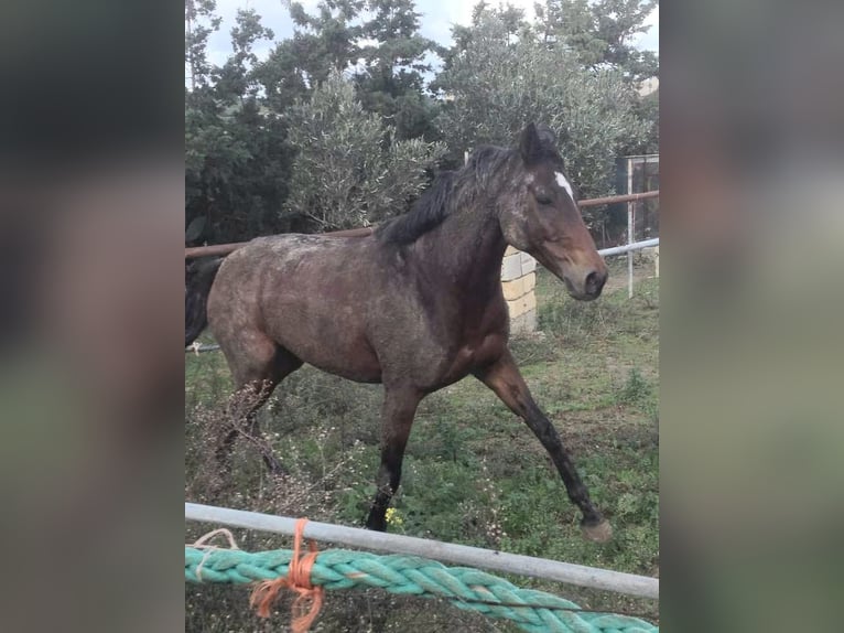Iers volbloed Merrie 15 Jaar 164 cm Bruin in Maghtab