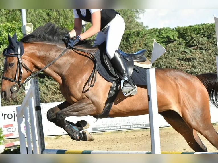 Iers volbloed Merrie 16 Jaar 154 cm Donkerbruin in Lecce