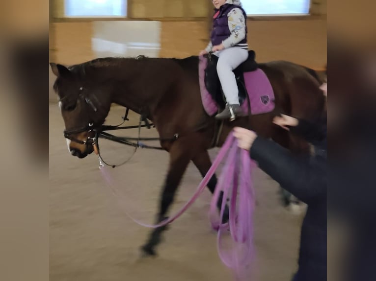 Iers volbloed Merrie 16 Jaar 163 cm Bruin in Wallmenroth