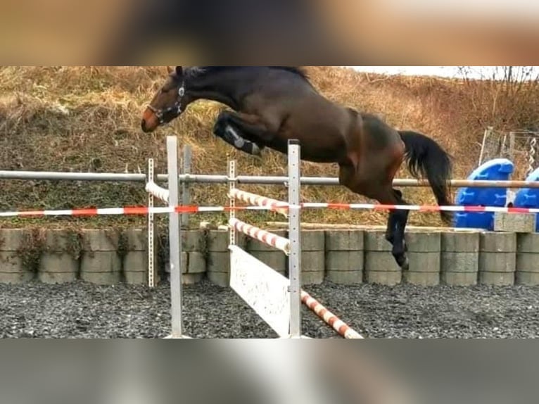 Iers volbloed Merrie 17 Jaar 165 cm Donkerbruin in Kraichtal
