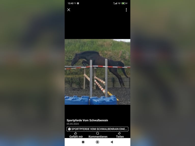 Iers volbloed Merrie 17 Jaar 165 cm Donkerbruin in Kraichtal