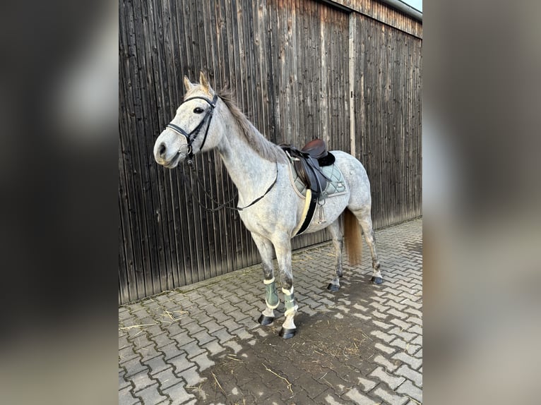 Iers volbloed Merrie 18 Jaar 160 cm Appelschimmel in Altenkirchen