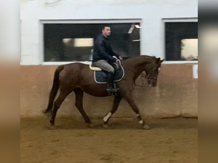 Iers volbloed Merrie 18 Jaar 160 cm in Elze Esbeck