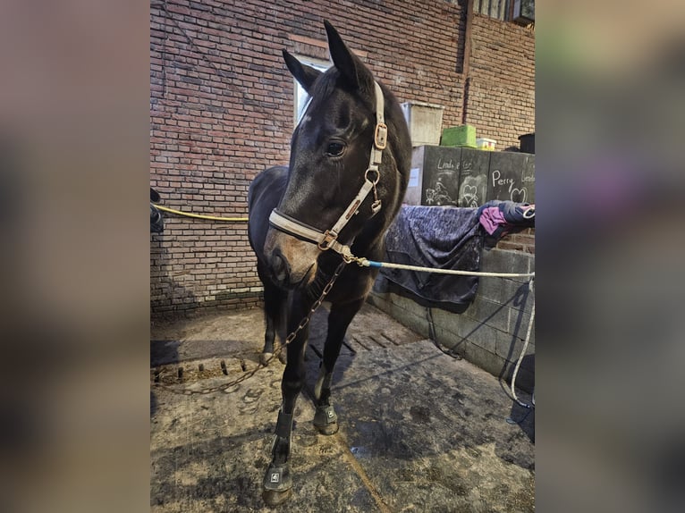 Iers volbloed Merrie 4 Jaar 158 cm Bruin in Alteveerveer