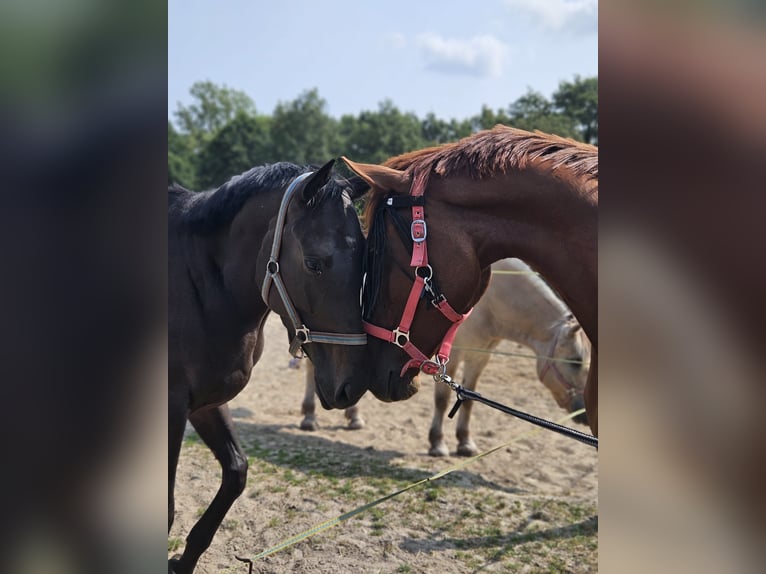 Iers volbloed Merrie 4 Jaar 158 cm Bruin in Alteveerveer