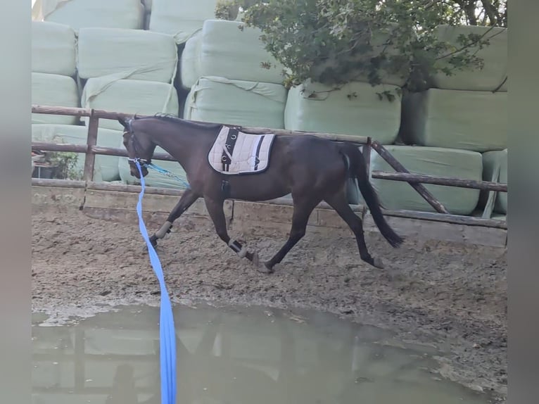 Iers volbloed Merrie 4 Jaar 158 cm Bruin in Alteveerveer