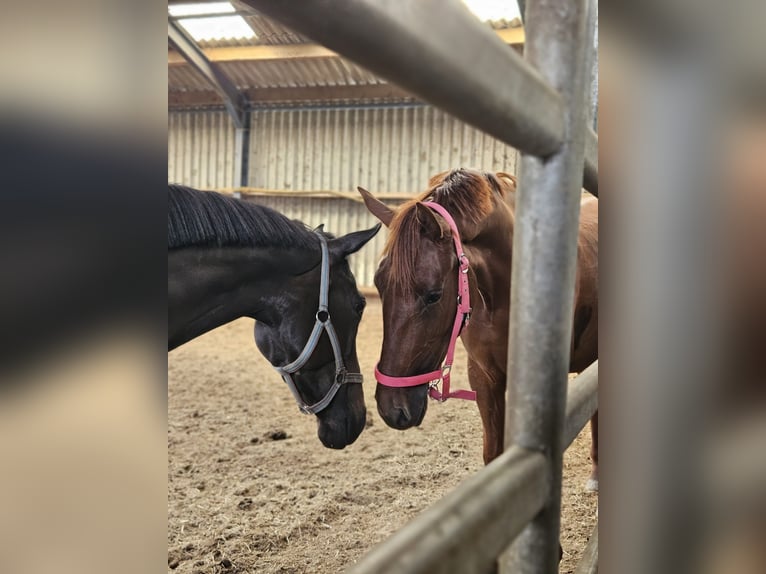 Iers volbloed Merrie 4 Jaar 158 cm Bruin in Alteveerveer