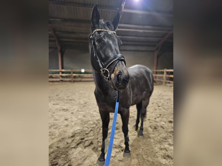 Iers volbloed Merrie 4 Jaar 158 cm Bruin in Alteveerveer