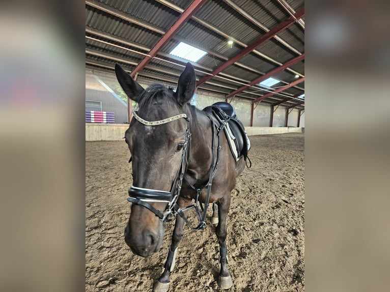 Iers volbloed Merrie 4 Jaar 158 cm Bruin in Alteveerveer