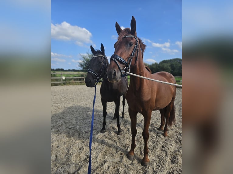 Iers volbloed Merrie 4 Jaar 158 cm Bruin in Alteveerveer