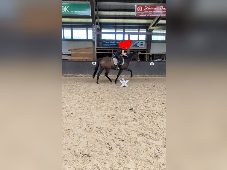 Iers volbloed Merrie 4 Jaar 158 cm Donkerbruin in Bösel